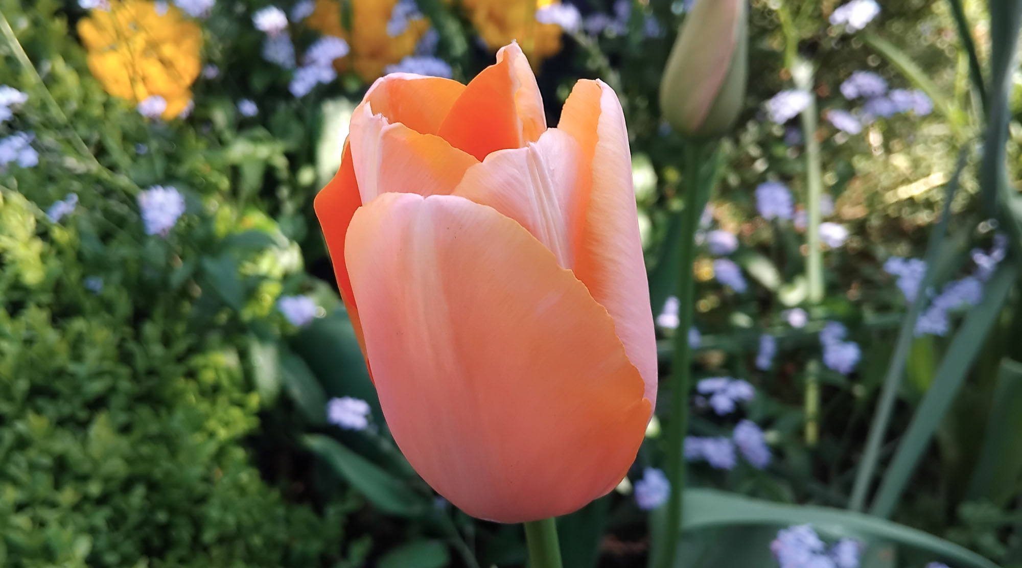 Spring Bulb Planting for Beginners