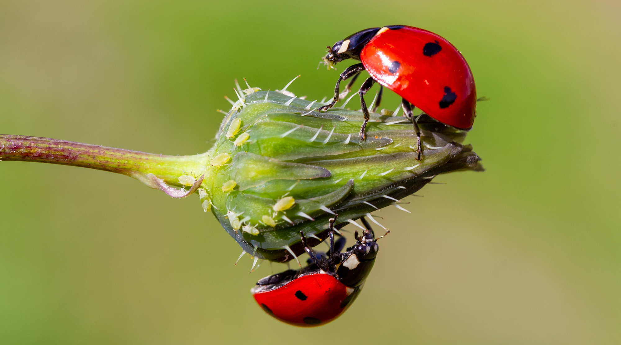 Beneficial ladybird