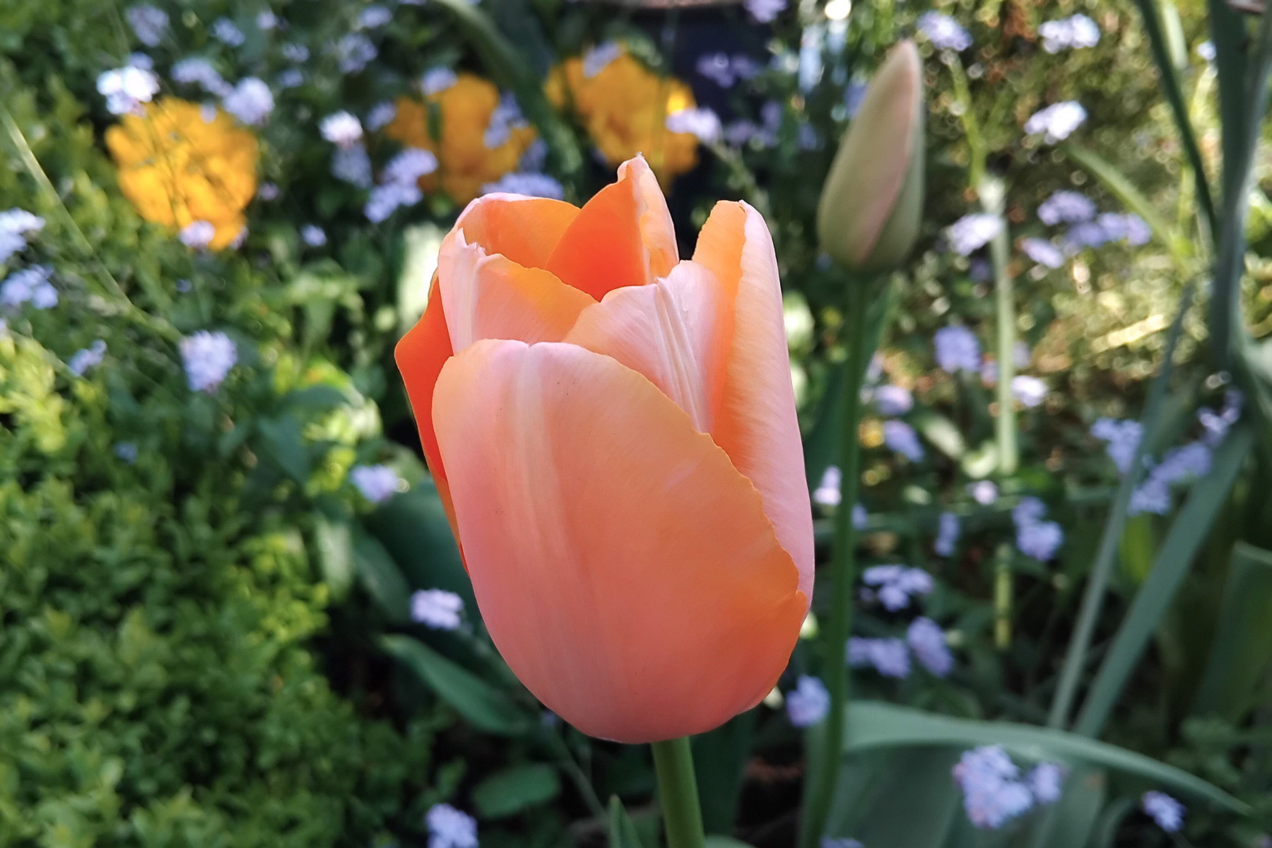 Spring Bulb Planting for Beginners